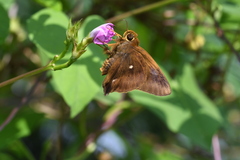 Hasora badra