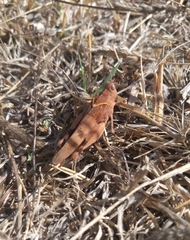 Oedipoda
