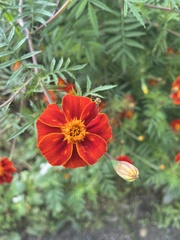 Tagetes patula