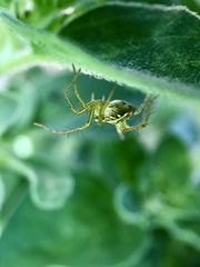 Oxyopes gracilipes