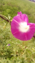 Ipomoea purpurea