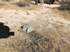 Opuntia basilaris basilaris