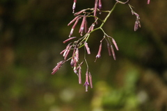 Notoseris melanantha