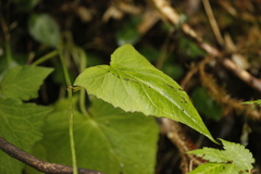 Notoseris melanantha