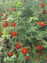 Tagetes patula