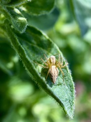 Oxyopes gracilipes