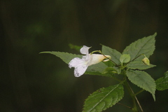 Impatiens uniflora