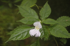 Impatiens uniflora