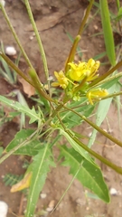 Sisymbrium irio