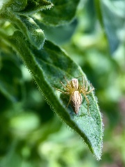 Oxyopes gracilipes