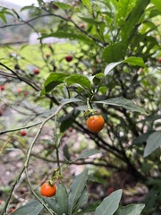 Solanum pseudocapsicum