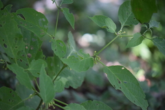 Witheringia mexicana