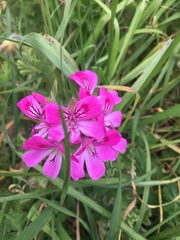 Gladiolus imbricatus