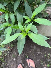 Solanum pseudocapsicum