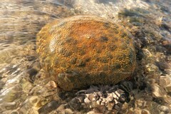 Culcita novaeguineae