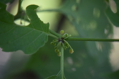 Witheringia mexicana