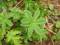 Alchemilla alpigena