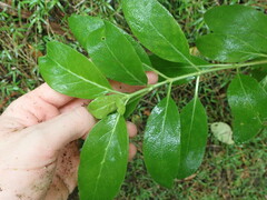 Coprosma pilosa