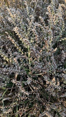 Goniolimon tataricum