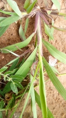 Poaceae