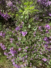 Prostanthera