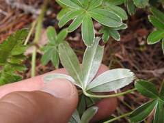 Alchemilla alpigena
