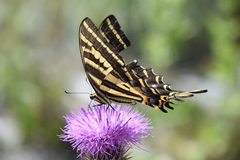 Papilio pilumnus
