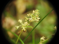 Alchemilla alpigena