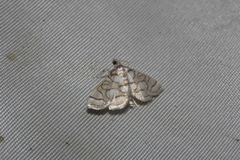 Pseudopyrausta santatalis