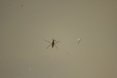 Gerris gracilicornis