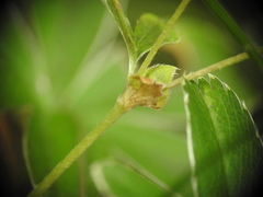 Alchemilla alpigena