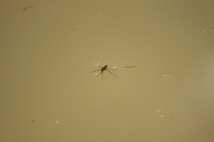 Gerris gracilicornis