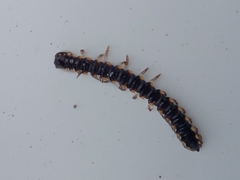 Asiomorpha coarctata