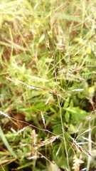 Poaceae