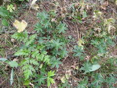 Alchemilla alpigena