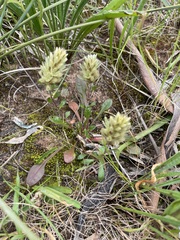 Ptilotus spathulatus