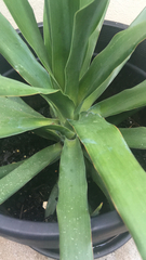 Agave attenuata