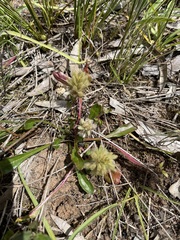Ptilotus spathulatus