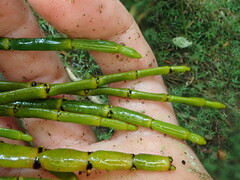 Korthalsella disticha