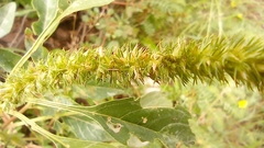 Amaranthus palmeri
