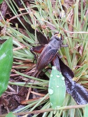 Teleogryllus occipitalis