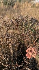 Goniolimon tataricum