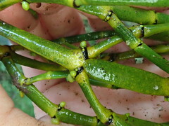 Korthalsella disticha