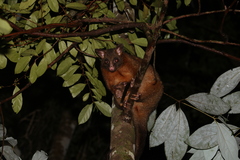 Trichosurus johnstonii