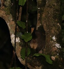 Trichosurus johnstonii