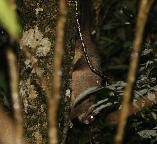 Coppery Brush-tailed Possum