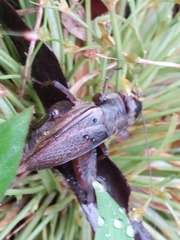 Teleogryllus occipitalis