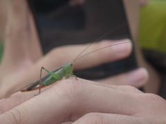 Conocephalus maculatus