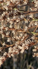Goniolimon tataricum