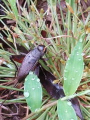 Teleogryllus occipitalis